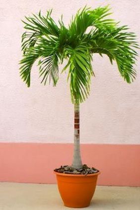 Fox tail palm (Wodyetiabifurcata) 